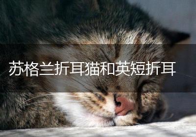 苏格兰折耳猫和英短折耳