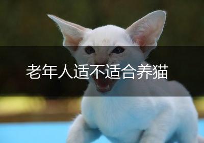 老年人适不适合养猫