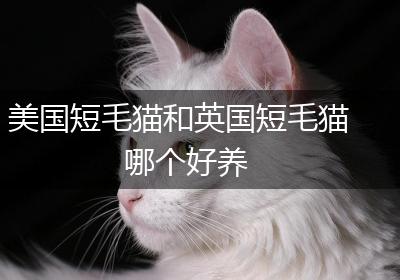 美国短毛猫和英国短毛猫哪个好养