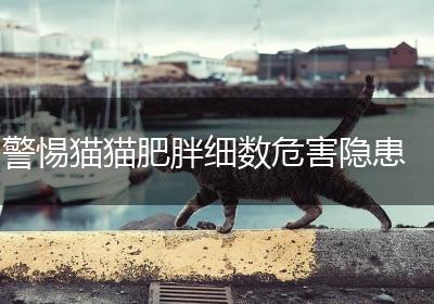 警惕猫猫肥胖细数危害隐患