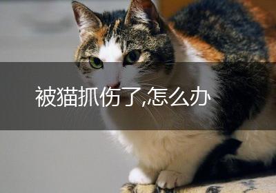 被猫抓伤了,怎么办