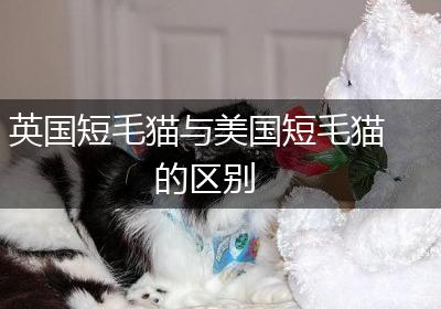 英国短毛猫与美国短毛猫的区别