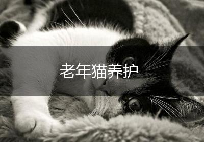 老年猫养护