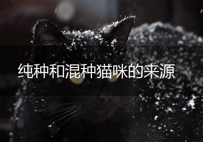 纯种和混种猫咪的来源