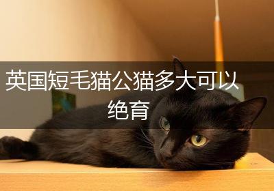英国短毛猫公猫多大可以绝育
