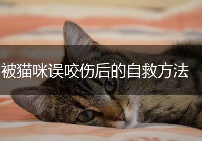 被猫咪误咬伤后的自救方法