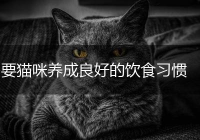 要猫咪养成良好的饮食习惯