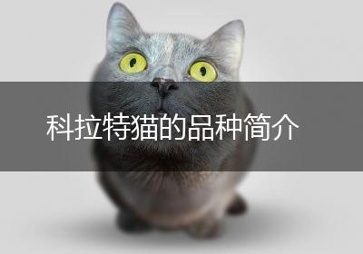 科拉特猫的品种简介