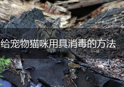 给宠物猫咪用具消毒的方法