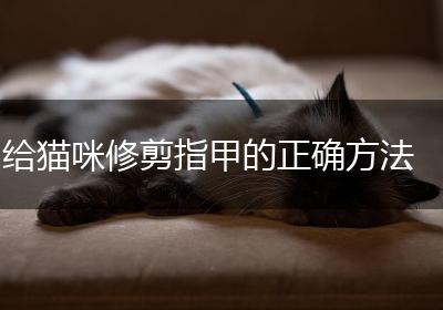 给猫咪修剪指甲的正确方法