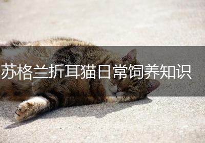 苏格兰折耳猫日常饲养知识