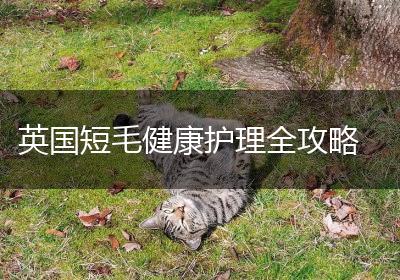 英国短毛健康护理全攻略