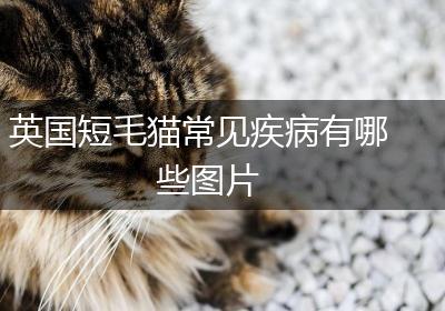 英国短毛猫常见疾病有哪些图片
