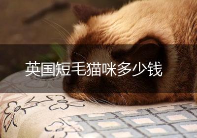 英国短毛猫咪多少钱