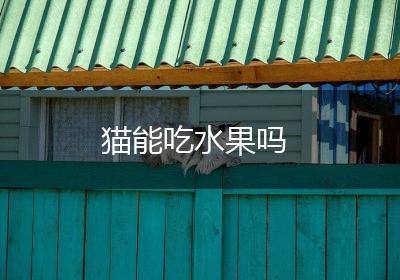 猫能吃水果吗