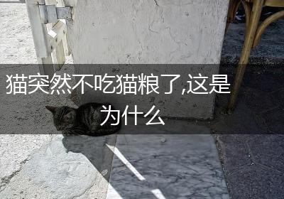 猫突然不吃猫粮了,这是为什么