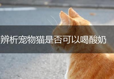 辨析宠物猫是否可以喝酸奶