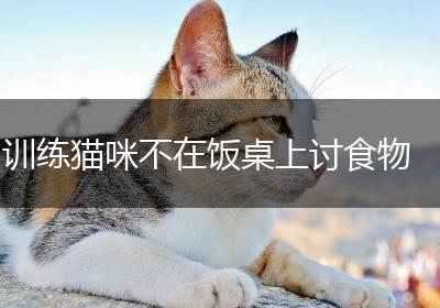 训练猫咪不在饭桌上讨食物