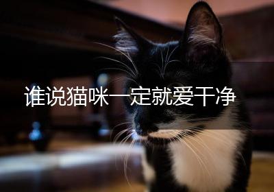谁说猫咪一定就爱干净