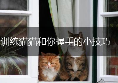 训练猫猫和你握手的小技巧
