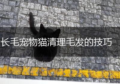 长毛宠物猫清理毛发的技巧