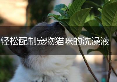 轻松配制宠物猫咪的洗澡液