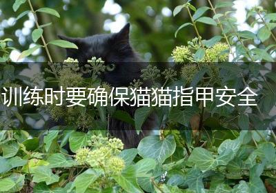 训练时要确保猫猫指甲安全