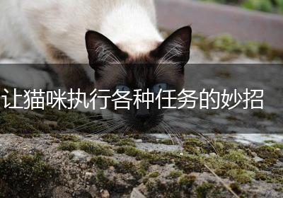 让猫咪执行各种任务的妙招