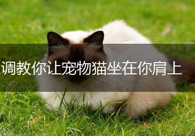调教你让宠物猫坐在你肩上