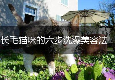 长毛猫咪的六步洗澡美容法