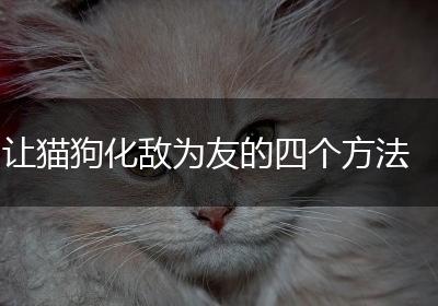 让猫狗化敌为友的四个方法