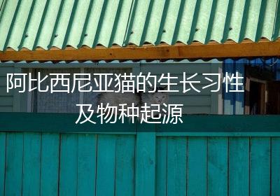 阿比西尼亚猫的生长习性及物种起源