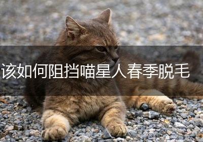 该如何阻挡喵星人春季脱毛