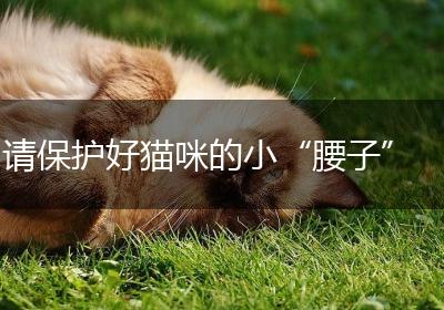 请保护好猫咪的小“腰子”