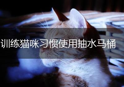 训练猫咪习惯使用抽水马桶