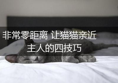 非常零距离 让猫猫亲近主人的四技巧