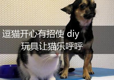 逗猫开心有招使 diy玩具让猫乐呼呼