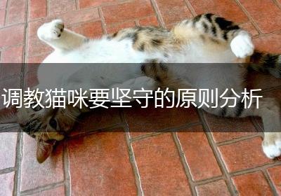 调教猫咪要坚守的原则分析