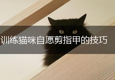 训练猫咪自愿剪指甲的技巧