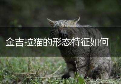 金吉拉猫的形态特征如何