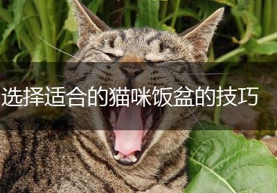 选择适合的猫咪饭盆的技巧