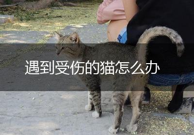 遇到受伤的猫怎么办