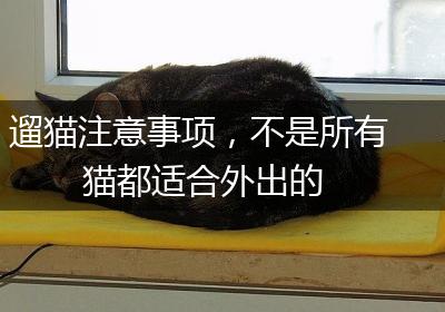 遛猫注意事项，不是所有猫都适合外出的