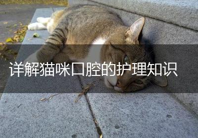 详解猫咪口腔的护理知识