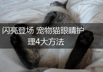 闪亮登场 宠物猫眼睛护理4大方法