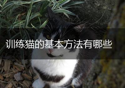 训练猫的基本方法有哪些