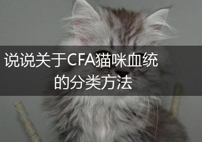 说说关于CFA猫咪血统的分类方法