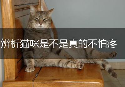 辨析猫咪是不是真的不怕疼