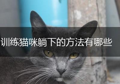 训练猫咪躺下的方法有哪些