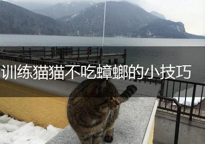 训练猫猫不吃蟑螂的小技巧